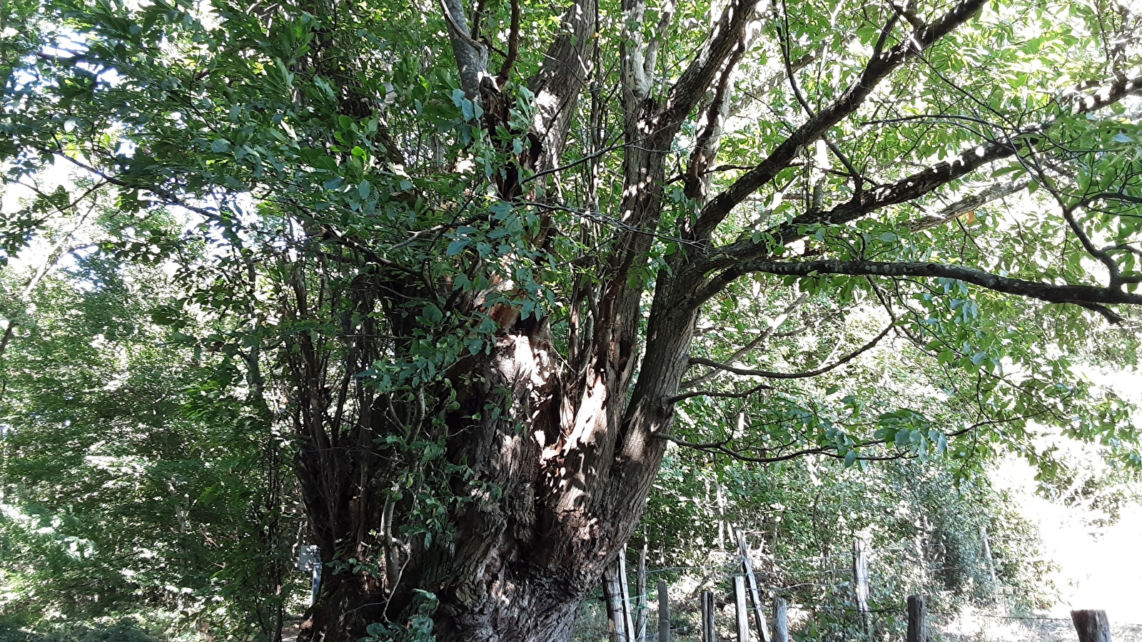 L’arbre à pain ou le châtaignier huche 