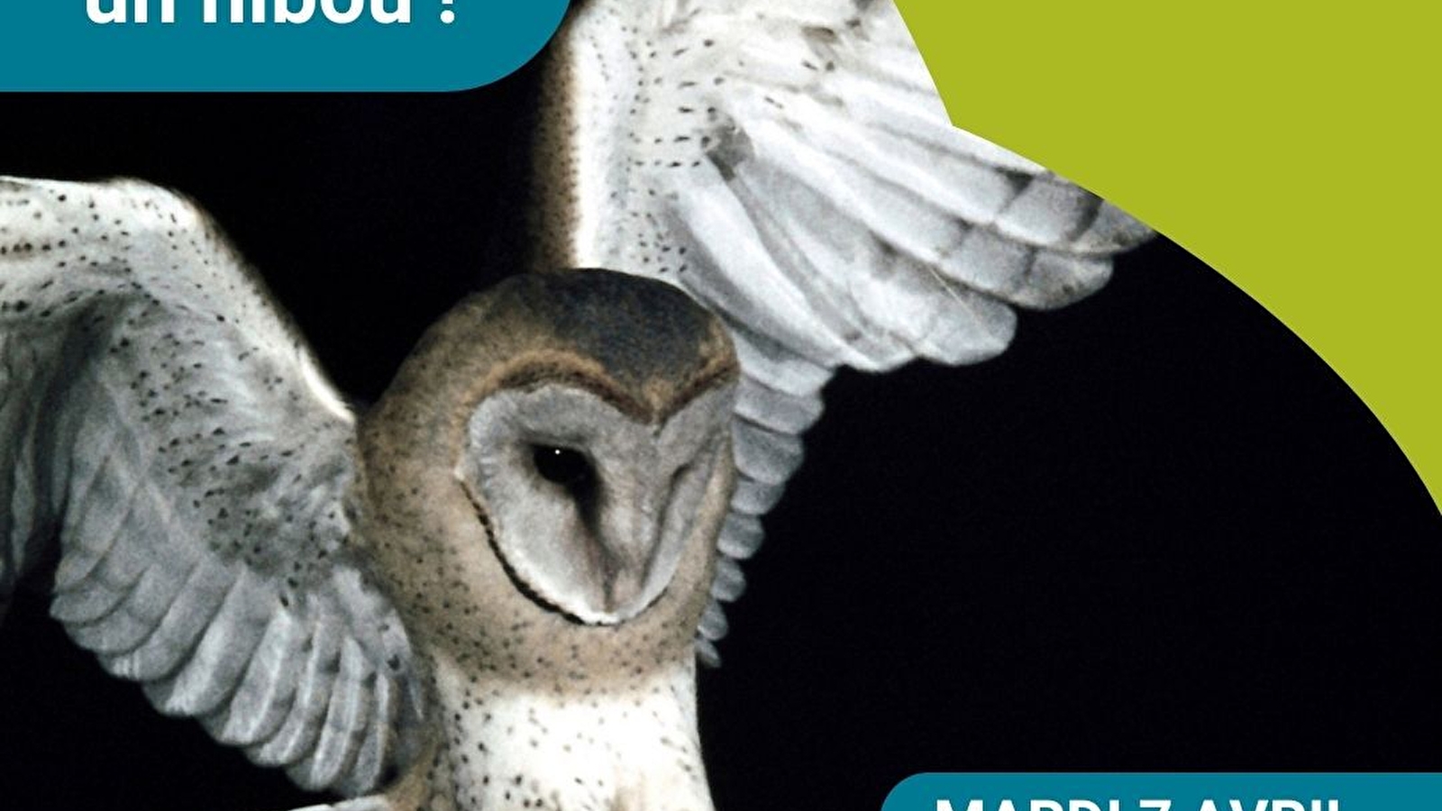 Club nature adulte 'Chouette, un hibou !'