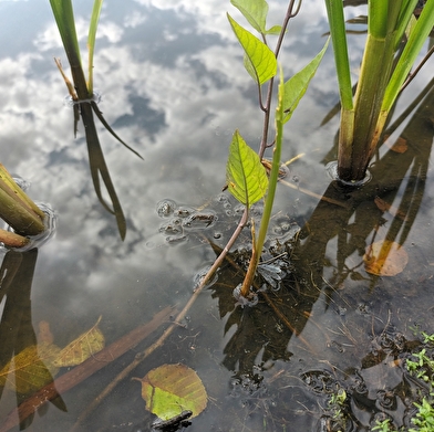Le rendez-vous des métamorphoses
