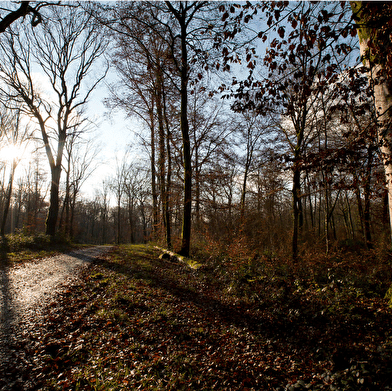 Dame Blanche et Vieux Tilleul