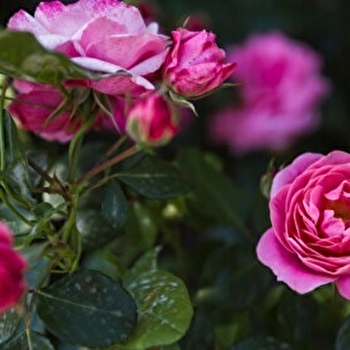 Visite guidée : les roses, éternelles fleurs de l'amour - PONTOUX