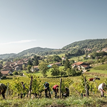 Randonnée - Vignoble du Revermont - JOURNANS