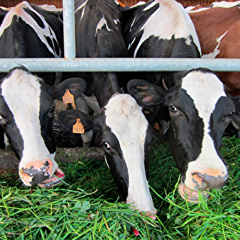 Fromagerie Pérot - NEUVY-SUR-LOIRE
