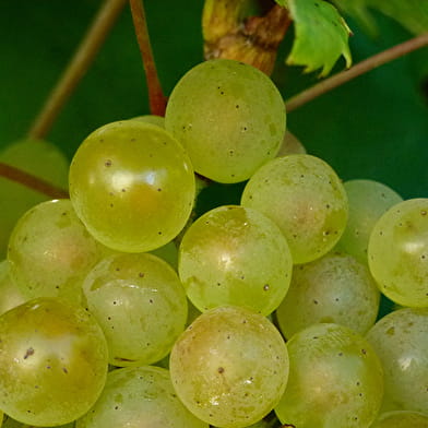 Domaine de la Jobeline