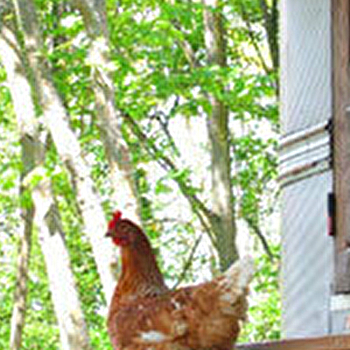 Les Roulottes de la Gare - GUILLON-TERRE-PLAINE