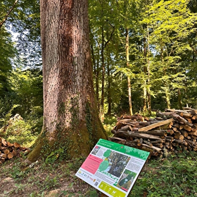 Entre Chêne et Chânois