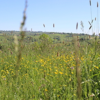 La Vallée du Bézo - LIGNY-EN-BRIONNAIS