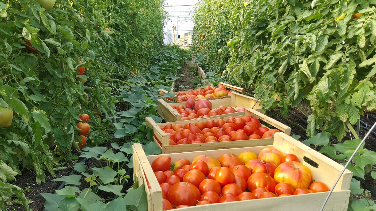 Marché producteur de l'Huis Périgou