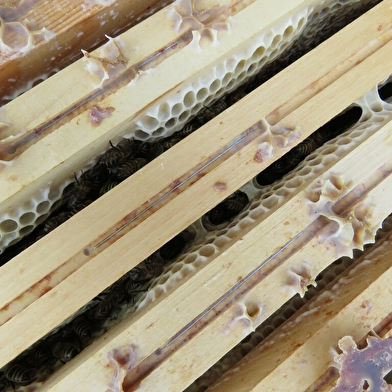 Julien COMPAGNON - Apiculteur professionnel