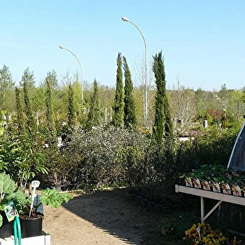 Joli Monde - POUSSEAUX