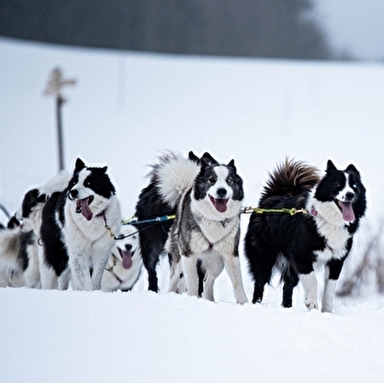 La vallée des laïkas - Chiens de traîneau - LA PESSE