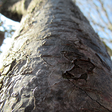 Atelier photographique Point de vue animal