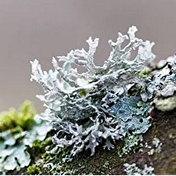Balade botanique dessinée... Les lichens de Bibracte ! - SAINT-LEGER-SOUS-BEUVRAY