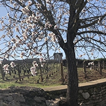 Balade viticole Meursault - le secret de l'amandier en fleur - MEURSAULT