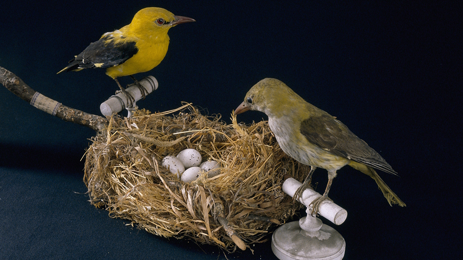 Des nids et des œufs - Atelier pour les 7/12 ans