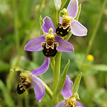  Balade nature  'Les orchidées sauvages de Vézelay' - VEZELAY