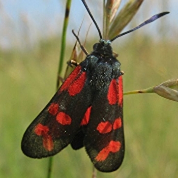 Sortie « spéciale » photographie nature  - LA ROCHE-VINEUSE
