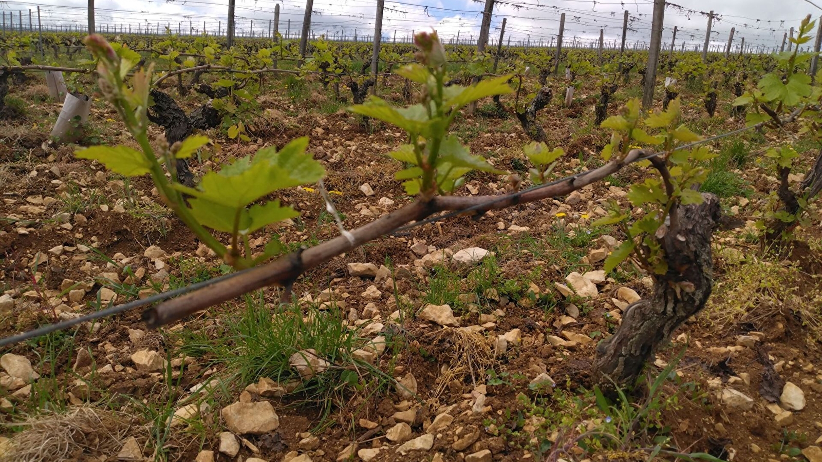 GAEC du Moulin de Foulot