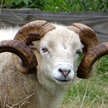 Domaine d'Alôsnys - CURGY