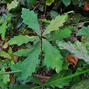 Collines et Bertranges-2 - CHAULGNES