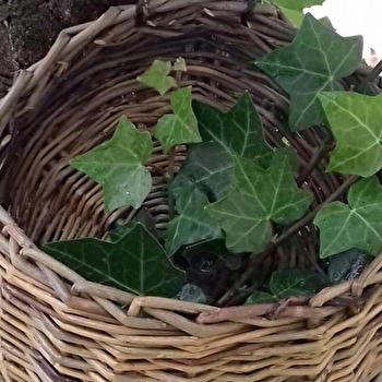 Stage de vannerie 'Hiver et Printemps' - DECIZE