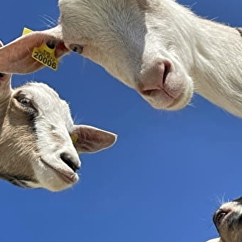 Visite de la ferme de la fruitière - SAINT-PIERRE
