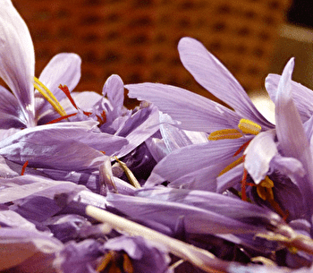 La Safranerie Templière - RECEY-SUR-OURCE
