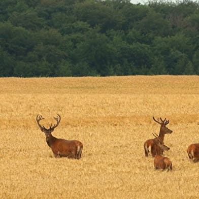 Affût nocturne _ENS2026  'sur réservation'