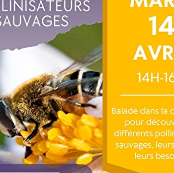 Sortie nature : Les pollinisateurs sauvages - MOTEY-BESUCHE