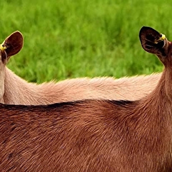 Ferme Jeallard - FOUVENT-SAINT-ANDOCHE