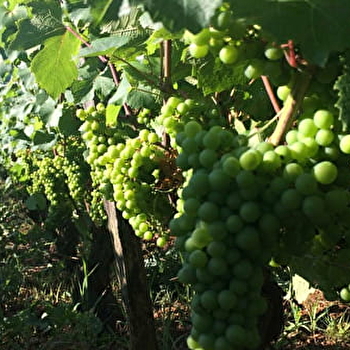 Bak Stéphane - MOROGES