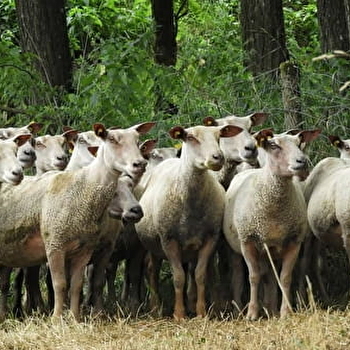 GAEC La bergerie de la Saugerie - VILLENEUVE-EN-MONTAGNE