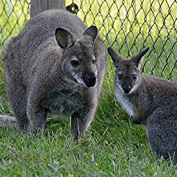 Le Domaine du Parc aux Daims - SCEY-SUR-SAONE-ET-SAINT-ALBIN