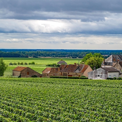 Escapade au coeur des vignobles auxerrois et chablisien