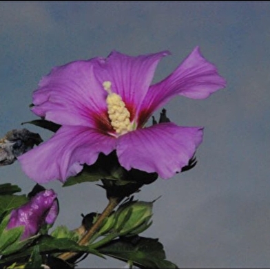 Camping 'Chez gaëlle'