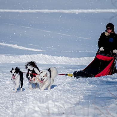 La vallée des laïkas - Chiens de traîneau