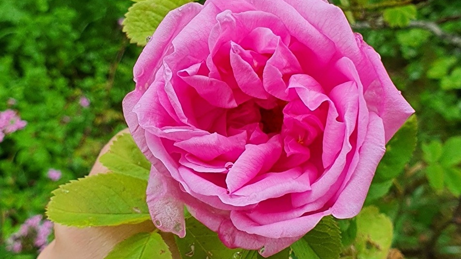 Les cinq sens au jardin : la vue
