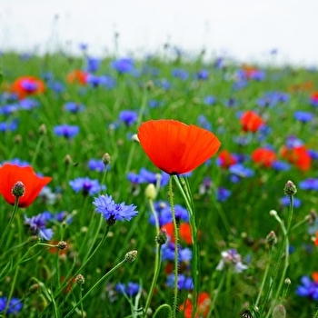 Sortie botanique - SAINT-HONORE-LES-BAINS