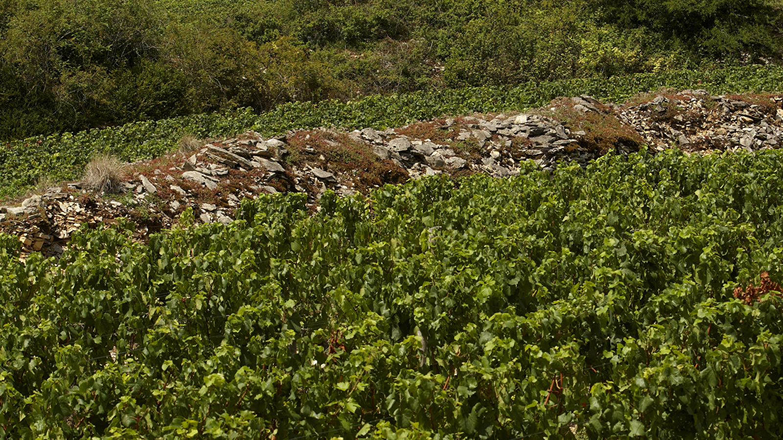 Visite guidée « Découverte contée du Moulin de Santenay en compagnie de Madeleine »