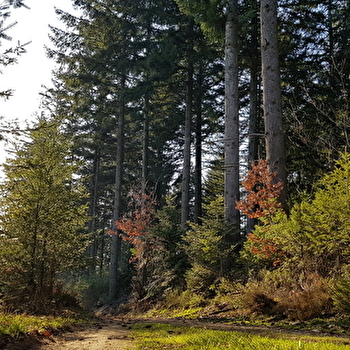 A travers bois et bocages  - SAINT-FIRMIN