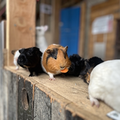 Lama Loisir Mamirolle