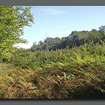 Forêt de Guérigny - GUERIGNY