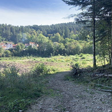 Randonnée - La Forêt de Niermes
