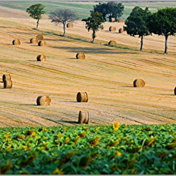 La voie romaine et le puits à manège à cheval - SAINPUITS