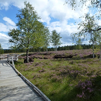 Tourbières de Frasne-Bouverans (Grande boucle - départ Moulin)
