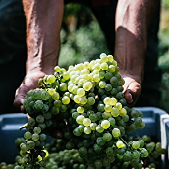 Domaine du Roc des Boutires - ROMANECHE-THORINS