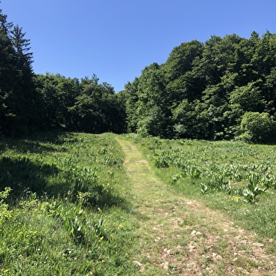 Parcours VTTAE 14 rouge - Retord - les balcons du Mont Blanc - Espace FFC Ain Forestière