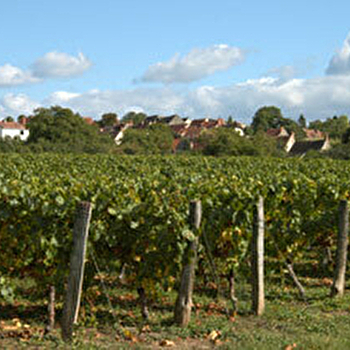 Vignoble du Rioussat - LIVRY