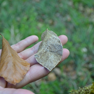 Les marais tufeux de pente _ENS2026  'sur réservation'