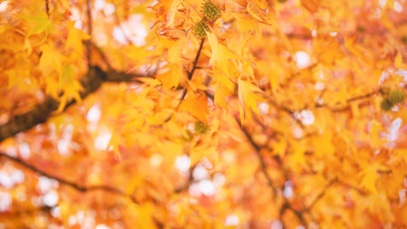 Le jardin du Pont des Iles